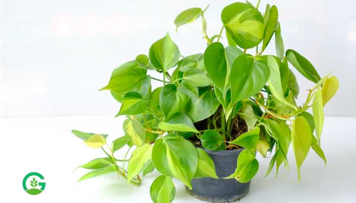 Brazilian Philodendron