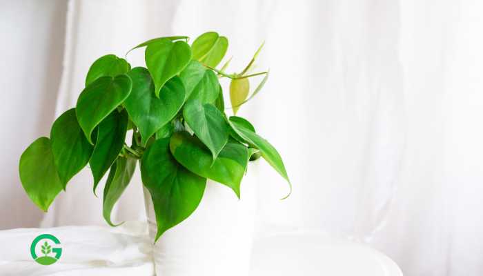 Brazilian Philodendron