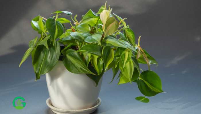 Brazilian Philodendron