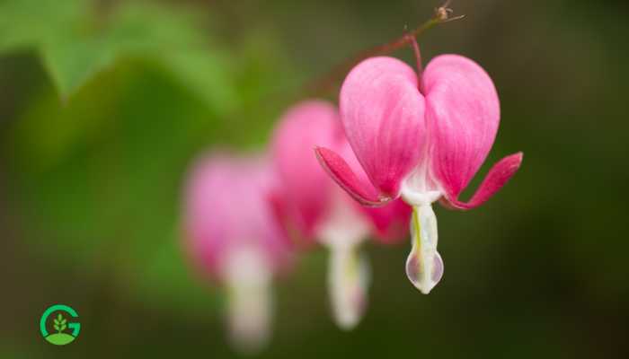 Broken Heart Plant