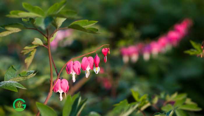 Broken Heart Plant