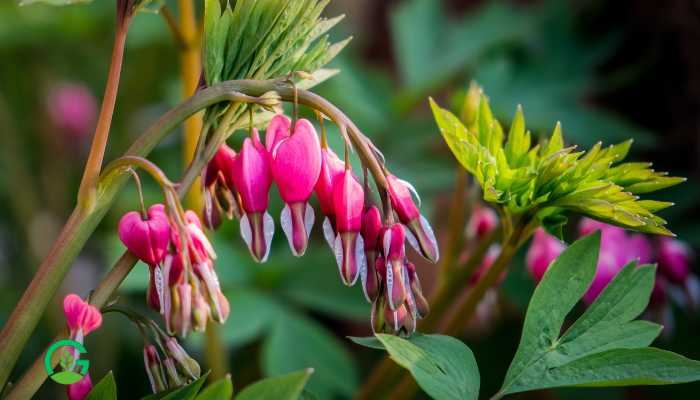 Broken Heart Plant