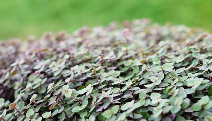 Callisia Repens Plant