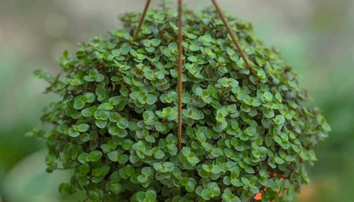 Callisia Repens Plant