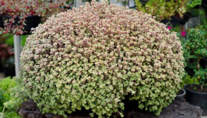 Callisia Repens Plant