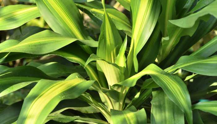 Dracaena Spike Plant