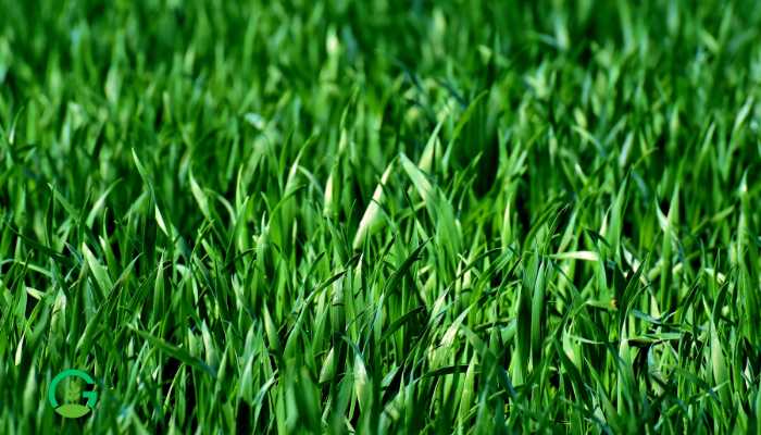 Exploring Hariyali Grass