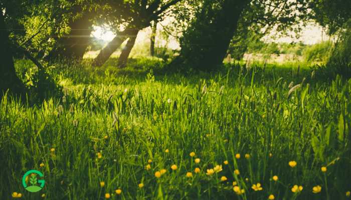 Exploring Hariyali Grass