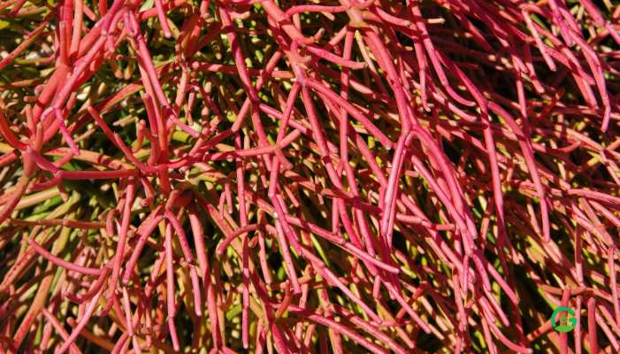 Firestick Cactus