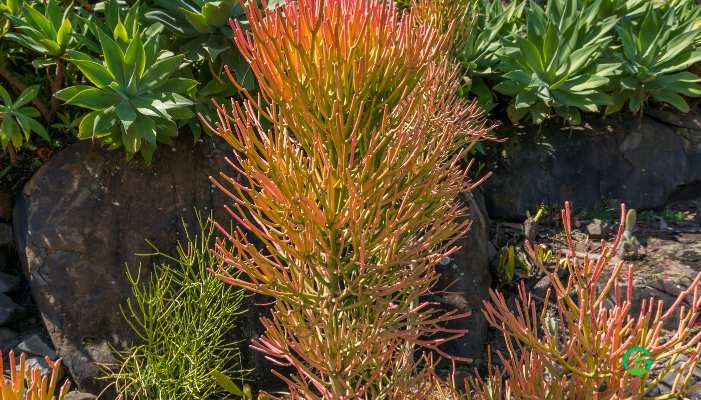 Firestick Cactus