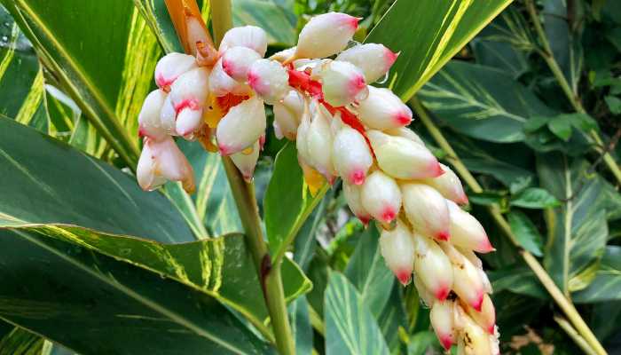 Ginger Variegated Plant