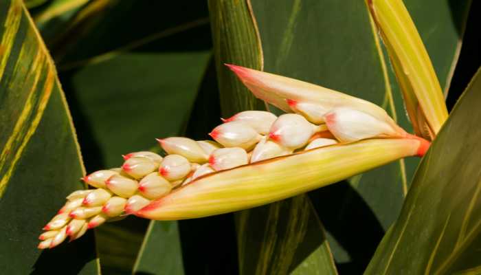 Ginger Variegated Plant