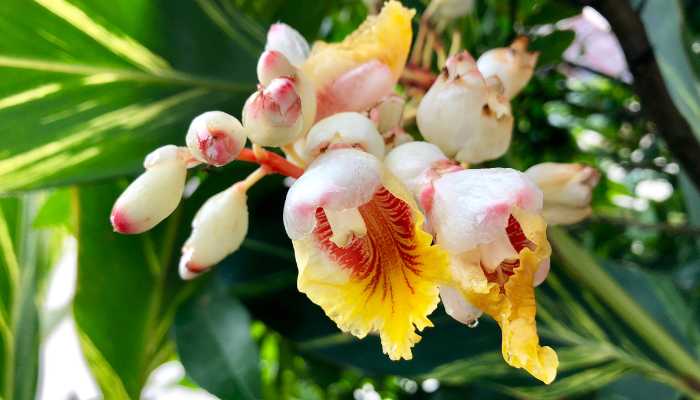 Ginger Variegated Plant