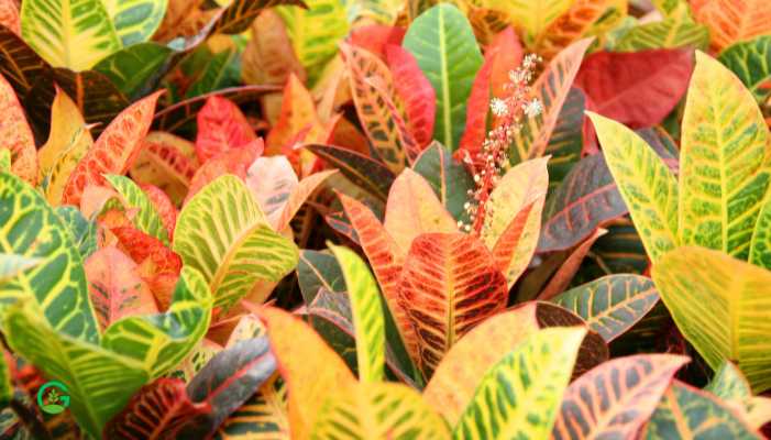 Gold-Star-Croton-Plant