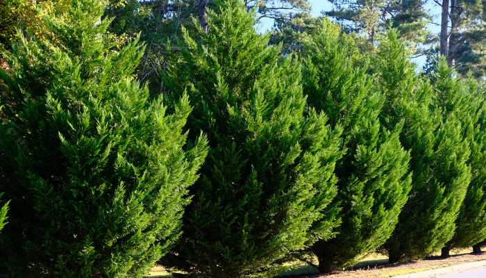 Golden Cypress Plant