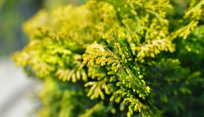 Golden Cypress Plant