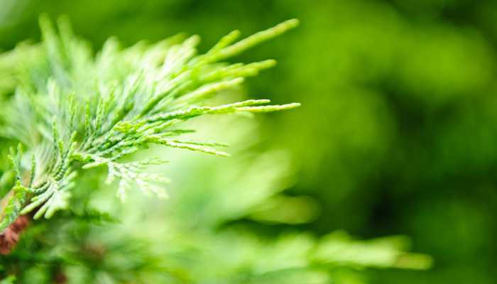 Golden Cypress Plant