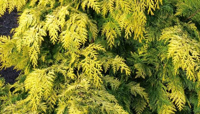 Golden Cypress Plant