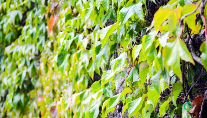 Grape ivy Plant