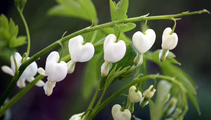 How to Grow and Care for Heart Plant