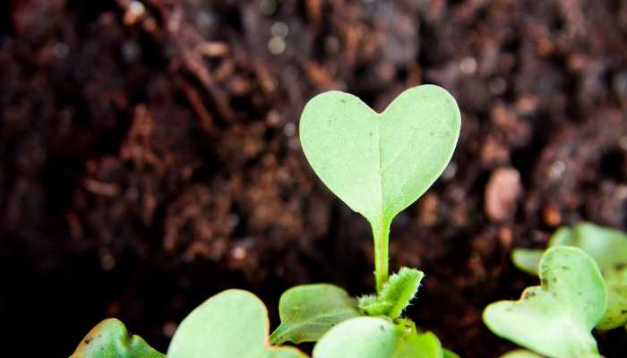 How to Grow and Care for Heart Plant