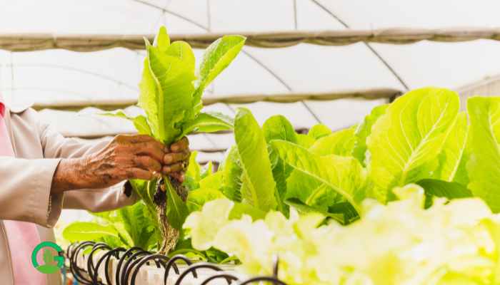 Hydroponic Garden