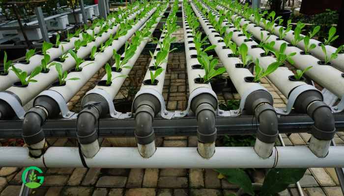 Hydroponic Garden