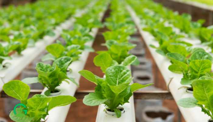 Hydroponic Garden