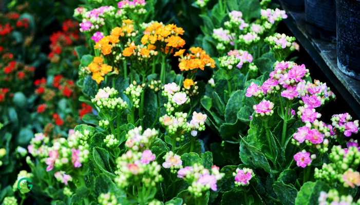 Kalanchoe Plant