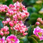 Kalanchoe Plant