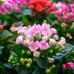 Kalanchoe Plant