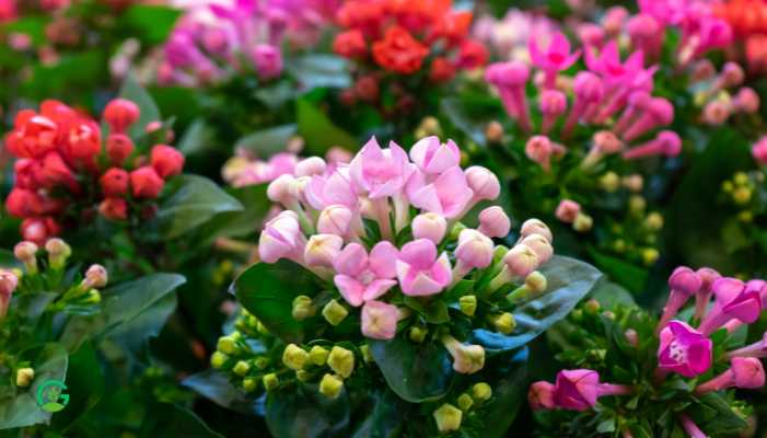 Kalanchoe Plant