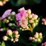 Kalanchoe Plant