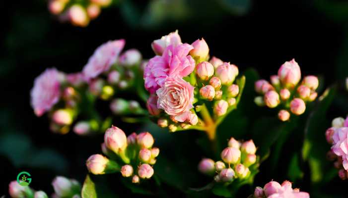 Kalanchoe Plant 