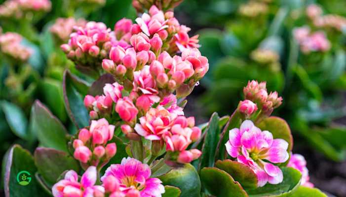 Kalanchoe Plant