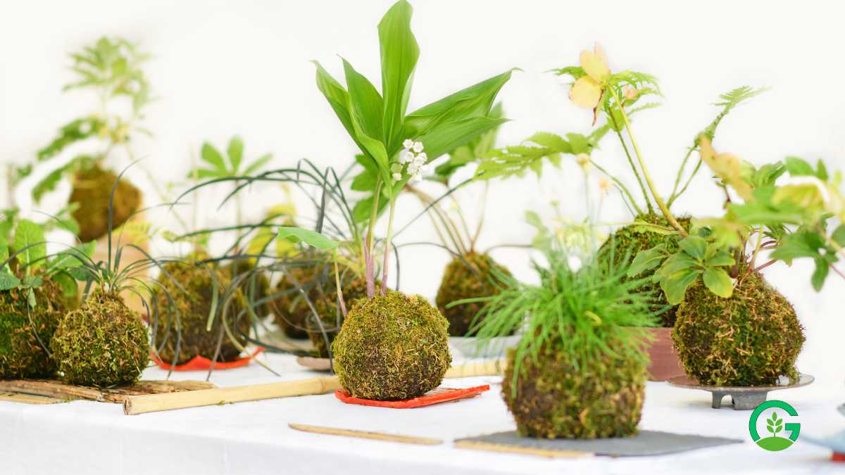 Kokedama Plants