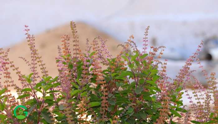 Krishna Tulsi Plant 
