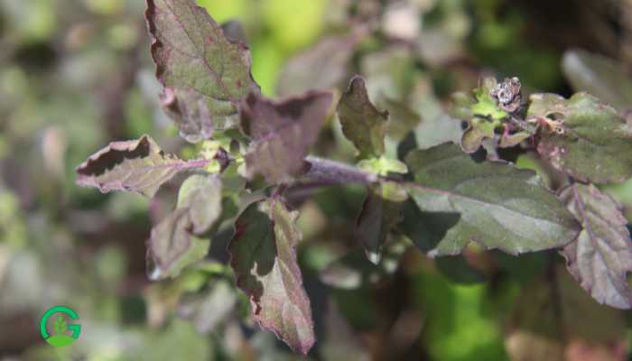 Krishna Tulsi Plant 
