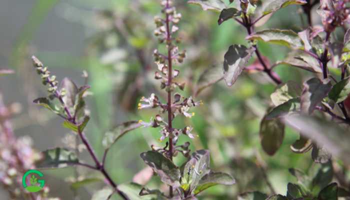 Krishna Tulsi Plant