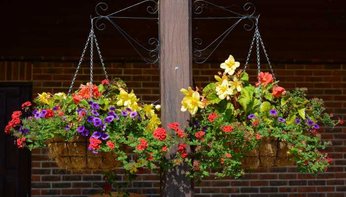 Lantana for Hanging Baskets