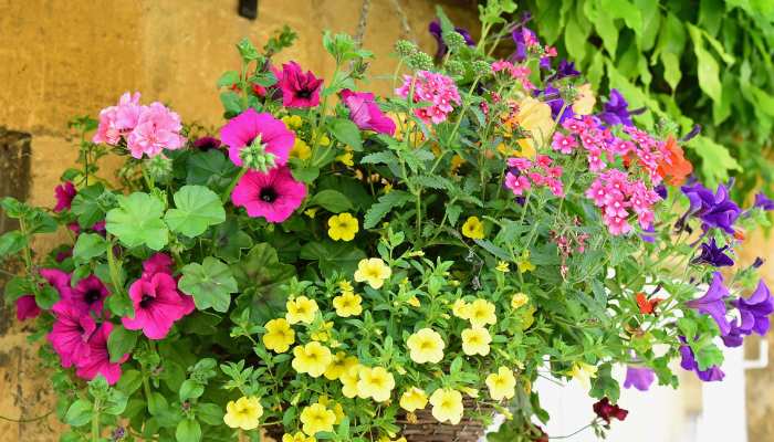 Lantana for Hanging Baskets