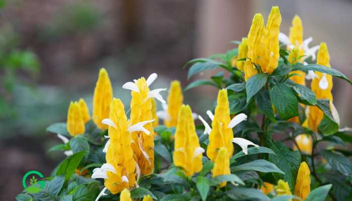 Lollipop Flower Plant