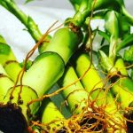 Lucky Bamboo Plant