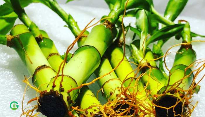 Lucky Bamboo Plant 