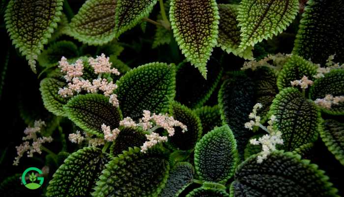 Moon Valley Pilea Plant