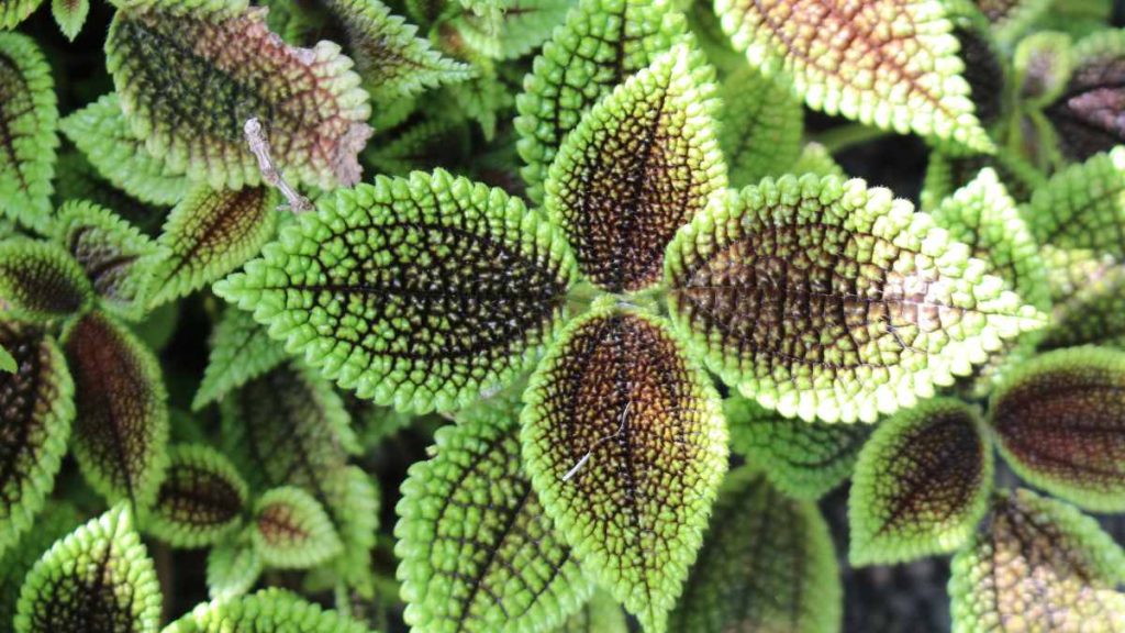 Moon Valley Pilea Plant