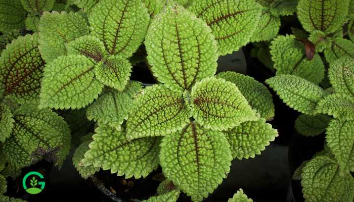 Moon Valley Pilea Plant