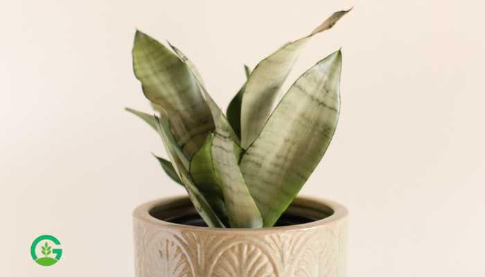 Moonshine-Snake-Plant