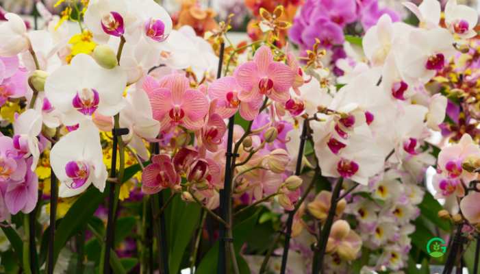 Orchids