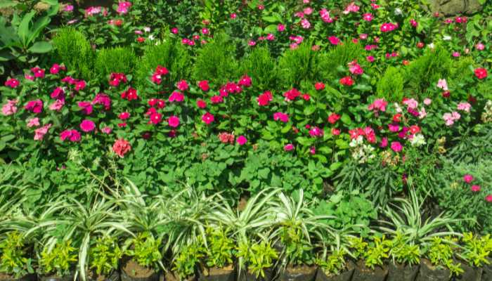 Outdoor Ornamental Plants